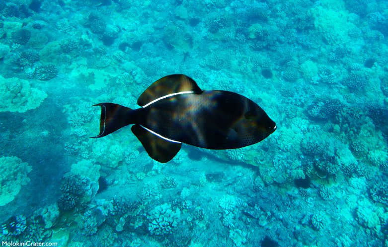 black-triggerfish.jpg