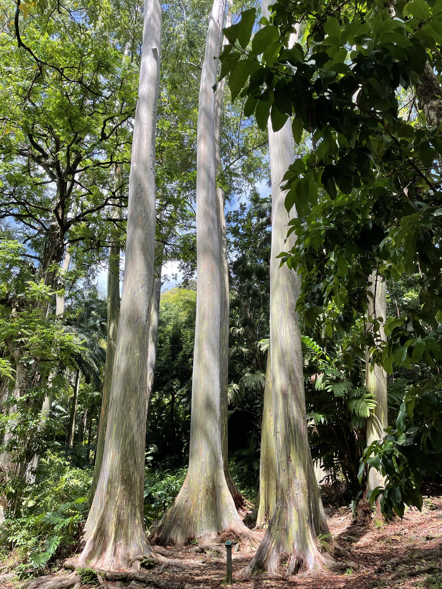 3-3 Waikamoi Ridge Trail Eucalyptus Tree.JPEG