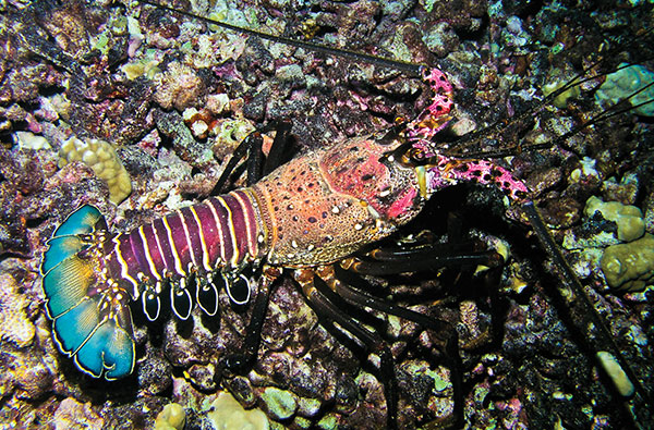 ts-hawaiian-spiny-lobster.jpg