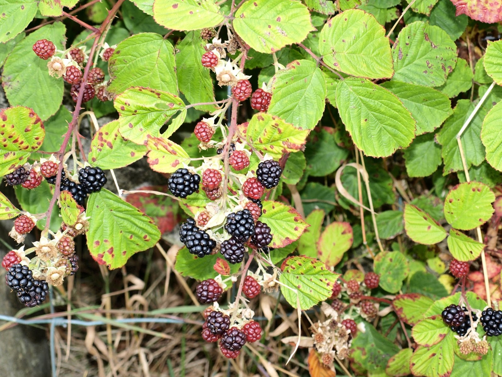 Blackberries.JPG