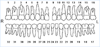 dental_chart_universal.jpg