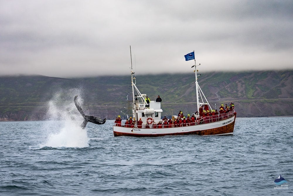 whale-watching-dalvik.jpg