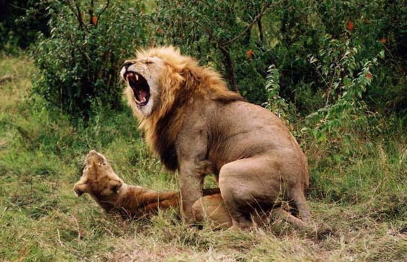 lion-sex.jpg
