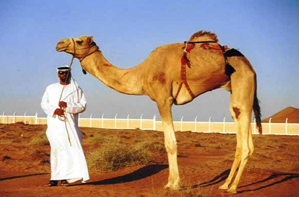 camel.png