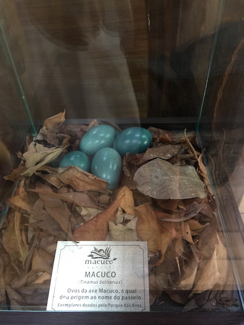 macuco-eggs.jpg