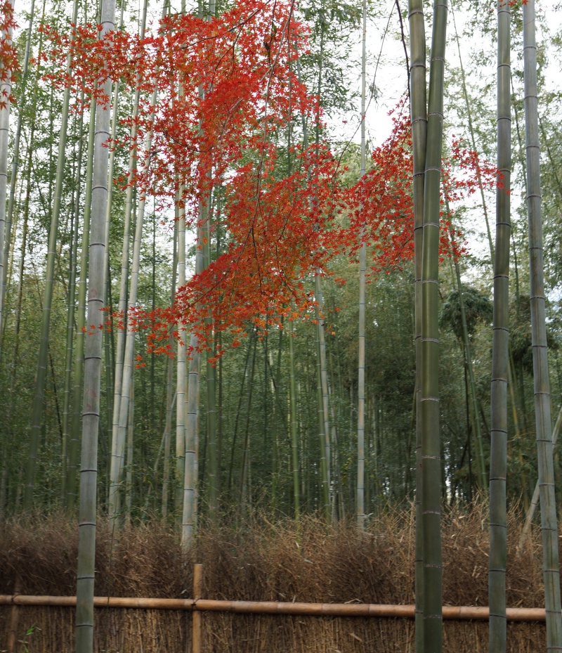 bamboo1.jpg